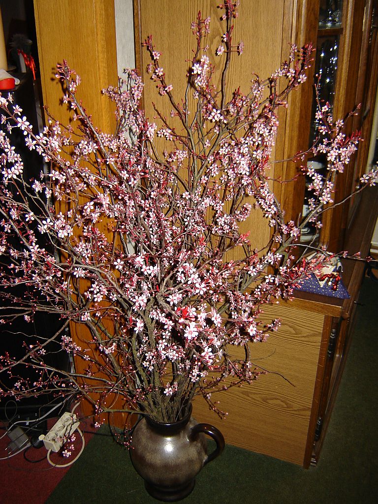Prunus cistena.jpg