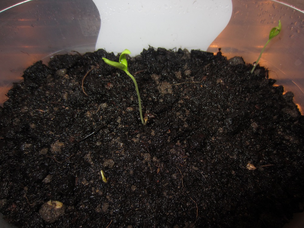 Sweet Banana Detail.JPG