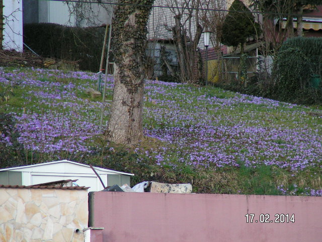 Krokusse Nachbarschaft.JPG