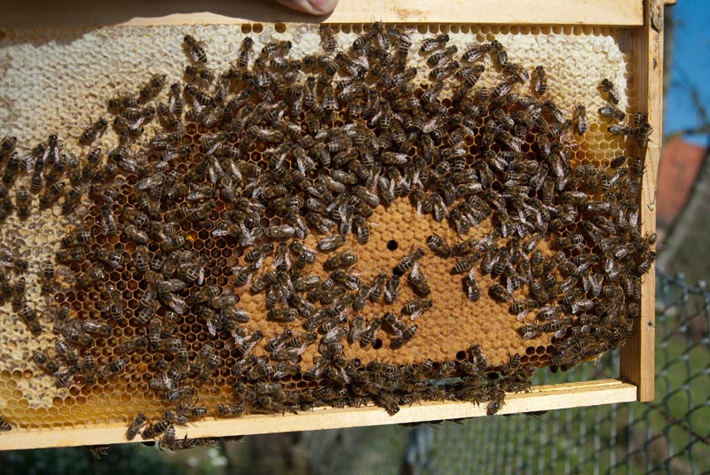 080314Bienen004.jpg