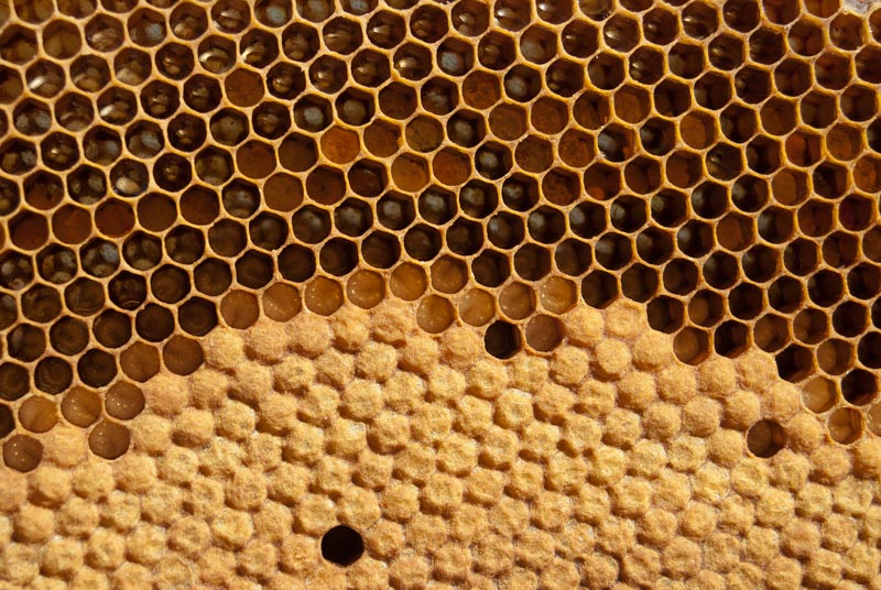 080314Bienen008.jpg