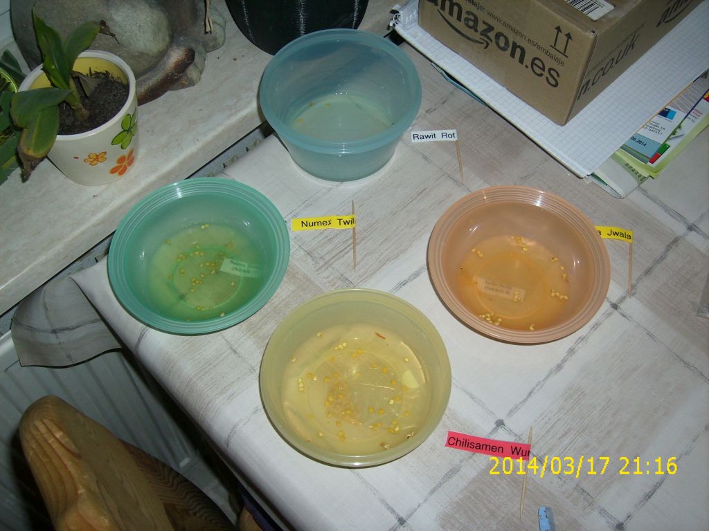 Einweichphase mit Fencheltee 7.jpg