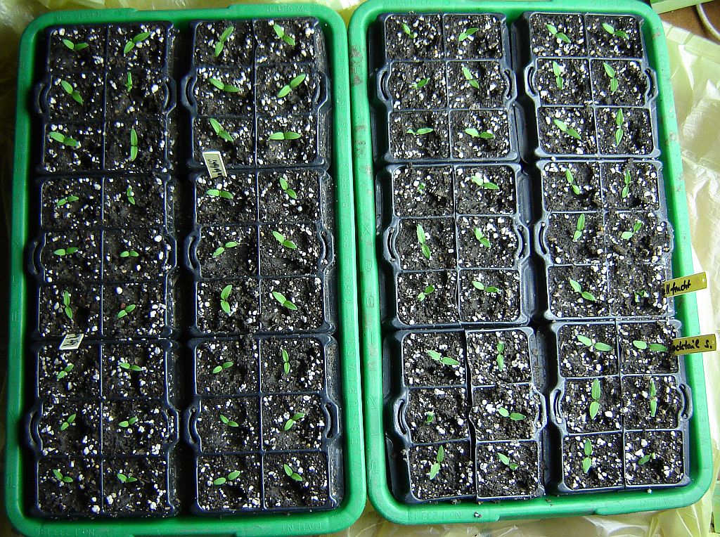 Tomaten2014_01.jpg