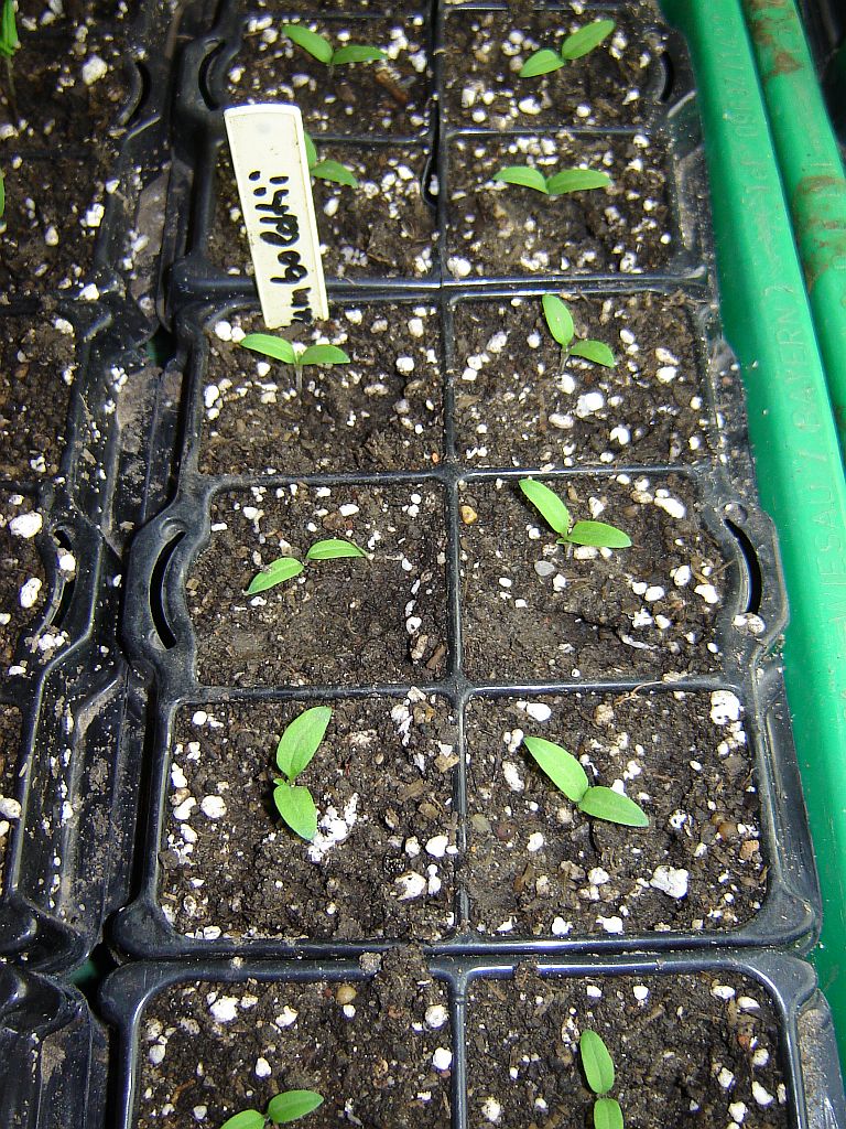 Tomaten2014_02.jpg