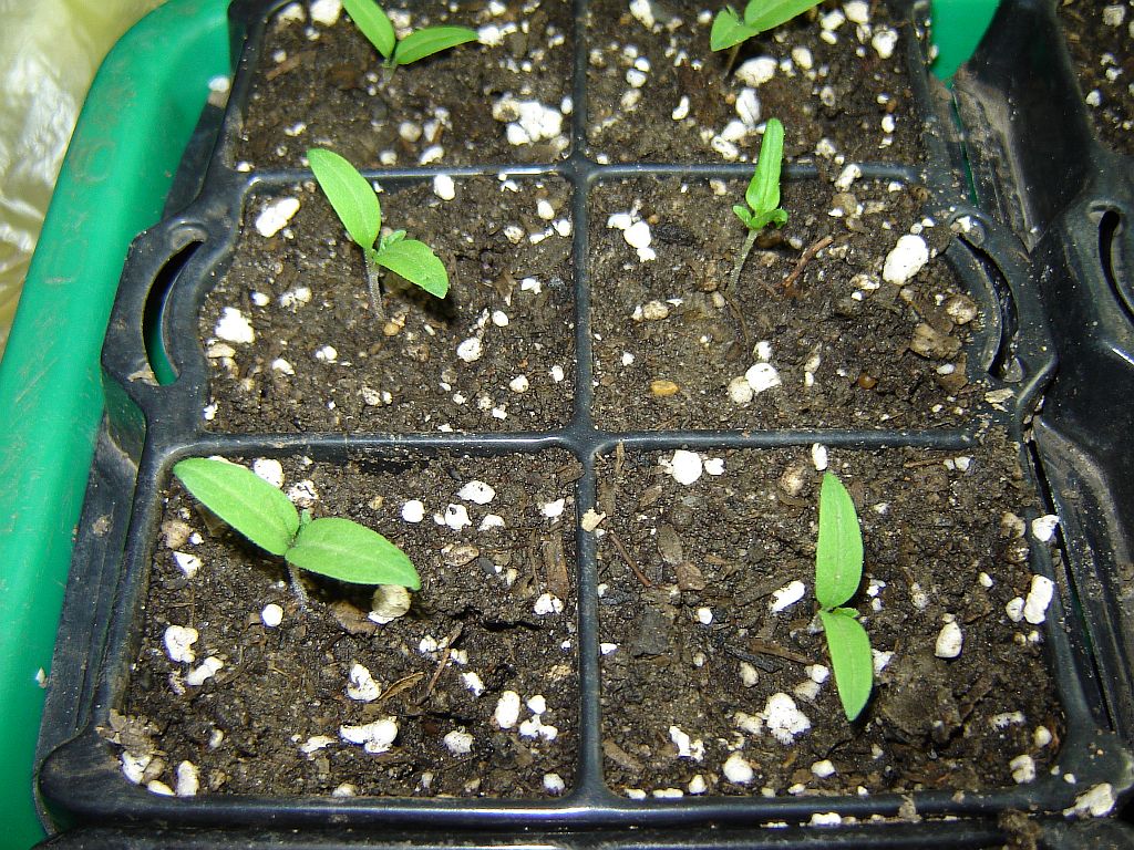 Tomaten2014_03.jpg