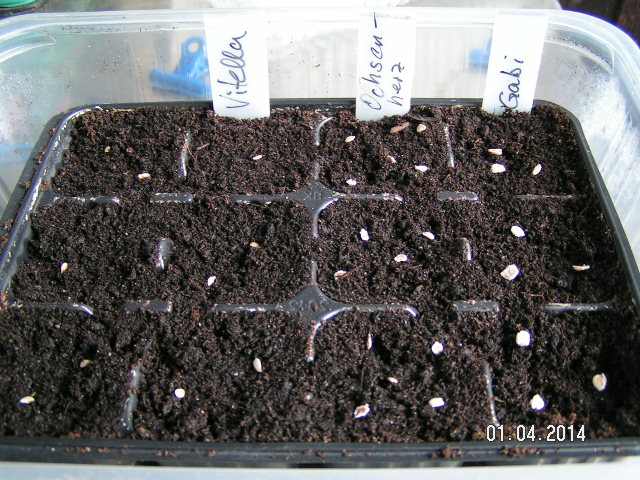 Tomaten 2014Apr01.JPG