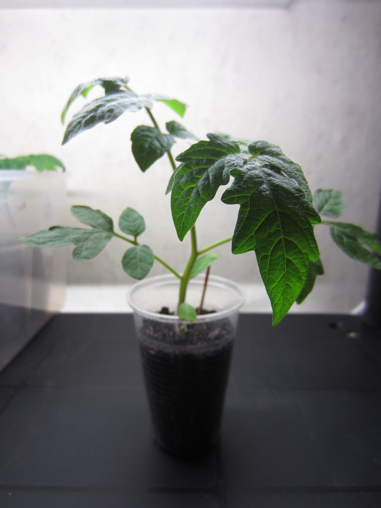 Tomate Harzfeuer.JPG