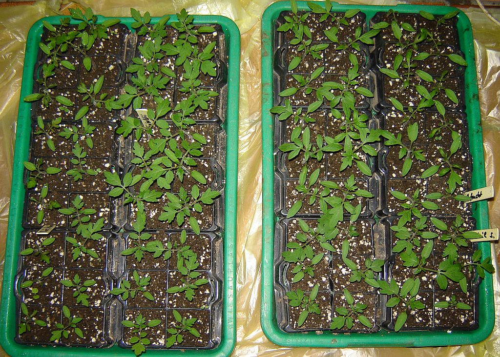 Tomaten2014_07.jpg