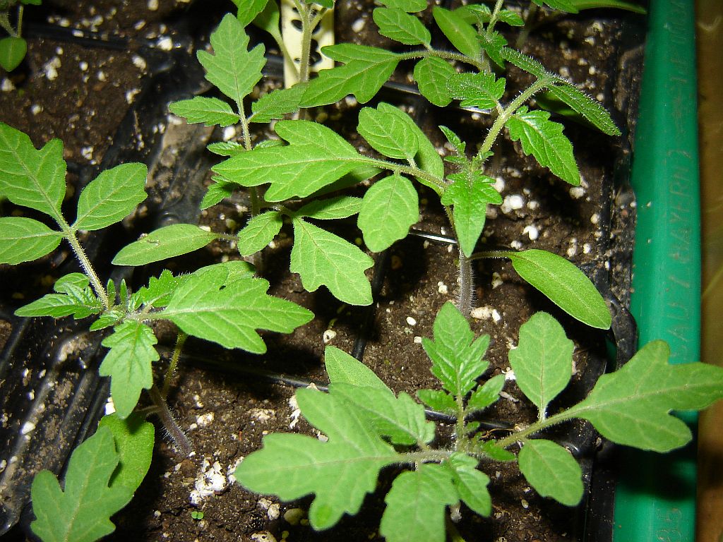Tomaten2014_06.jpg