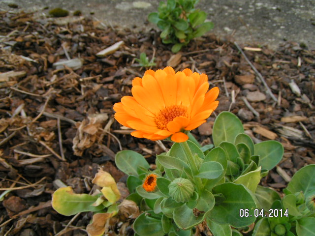 Ringelblume überwintert.JPG