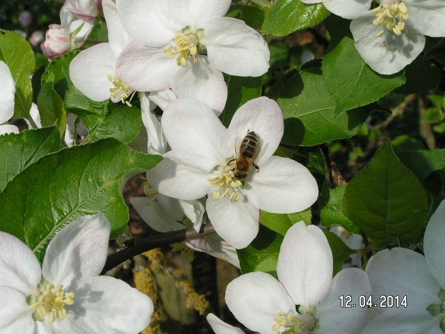 JonaGold Honigbiene.JPG