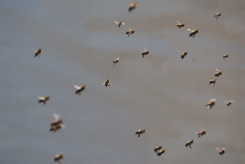 ein Sturzkampfbienengeschwader kehrt zurück