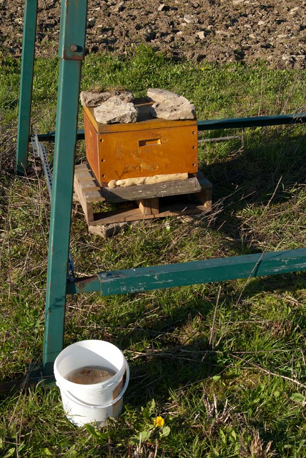 der Stein im Eimer soll das Ertrinken verhindern