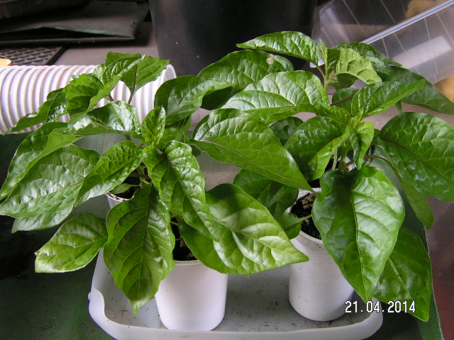 Chili 2014 58d.JPG