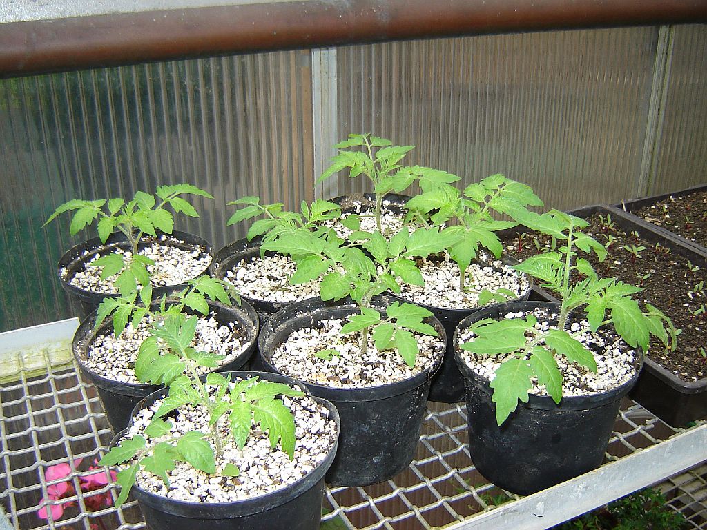 Tomaten2014_10.jpg