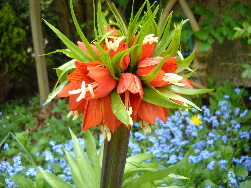 k-Kaiserkrone 003.jpg