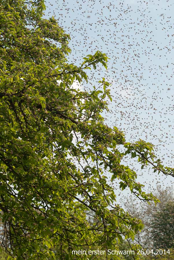 260414überall-Bienen008.jpg