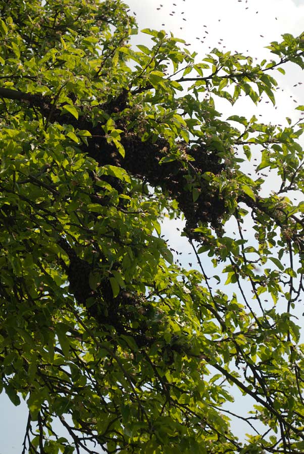 260414überall-Bienen010.jpg