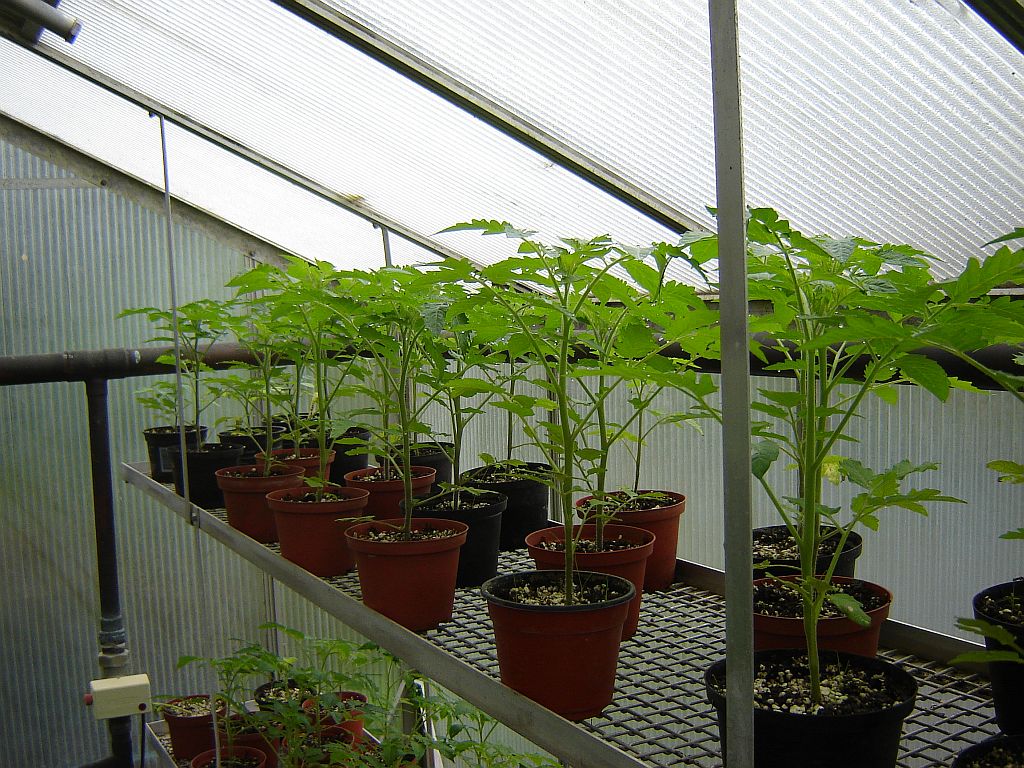 Tomaten2014_11.jpg