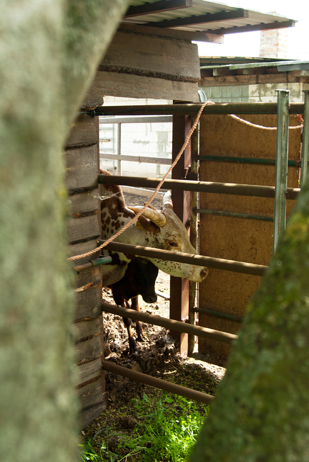 090514Zebubulle002.jpg