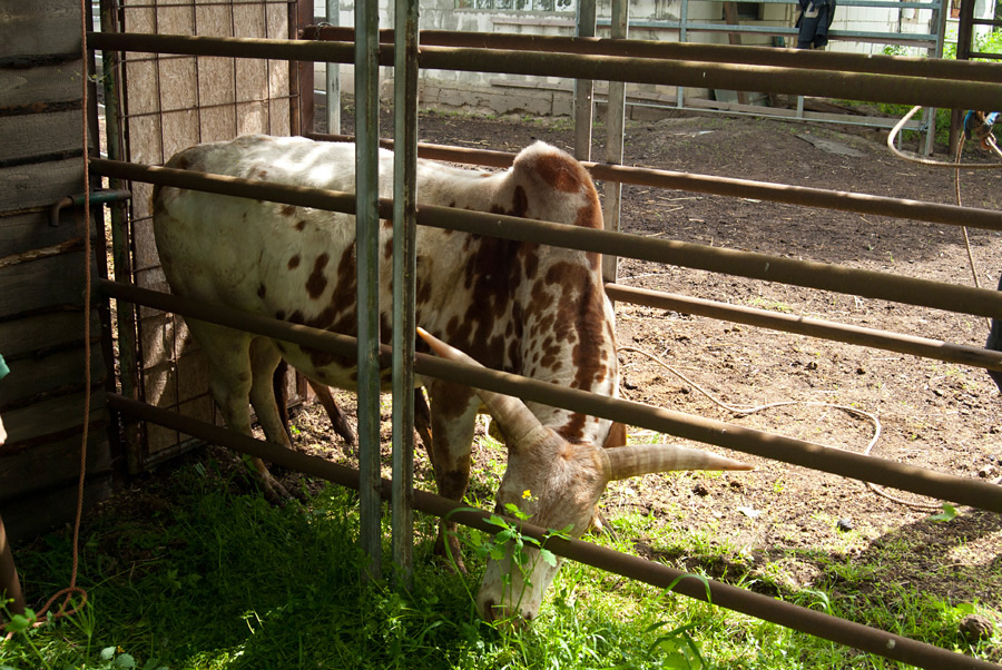 090514Zebubulle001.jpg
