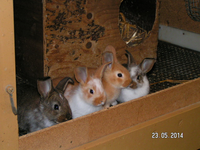PICT0028.JPG