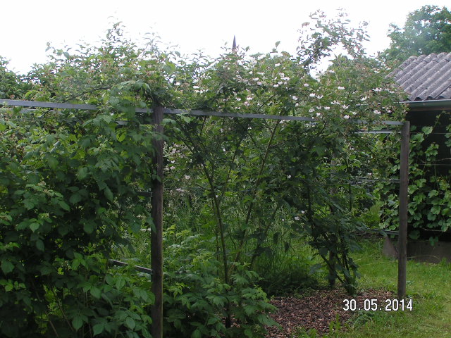Brombeeren.JPG