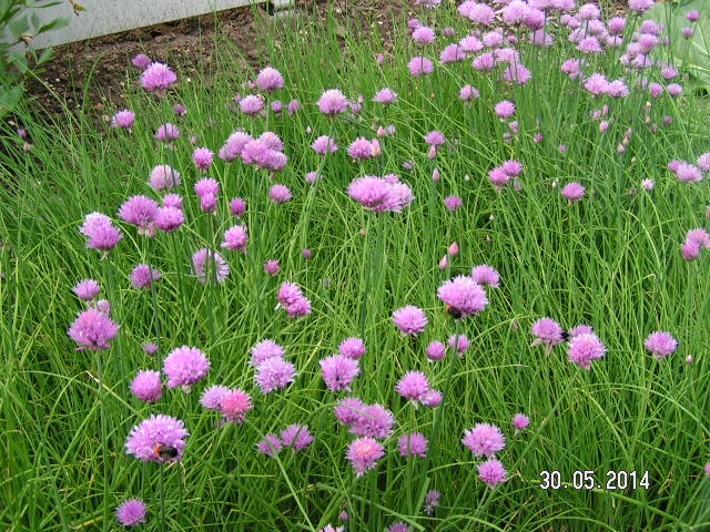 Schnittlauch 2014-001.JPG