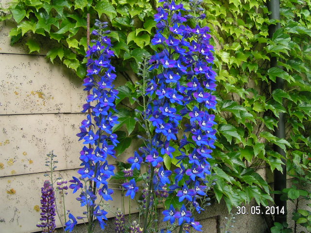 Rittersporn 2014.JPG