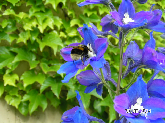 Rittersporn 2014-003.JPG