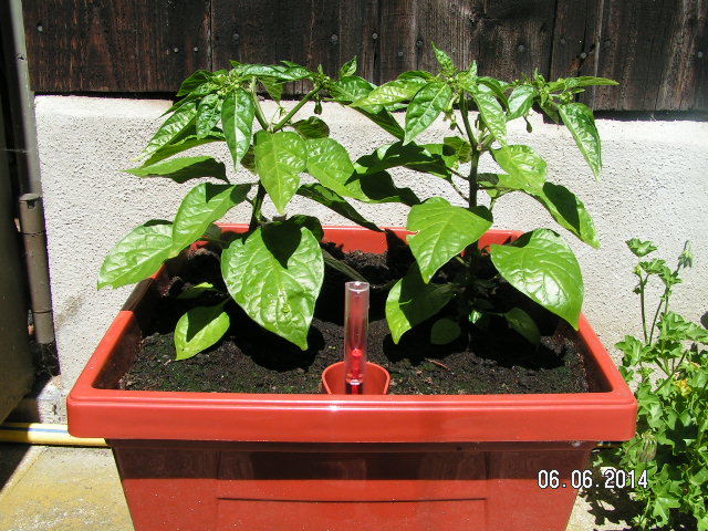 Chili 105 Tage.JPG
