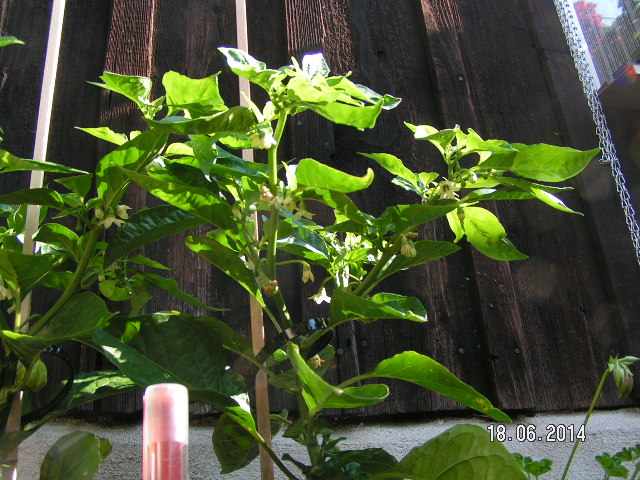 Habanero Kübel Juni2014-001.JPG