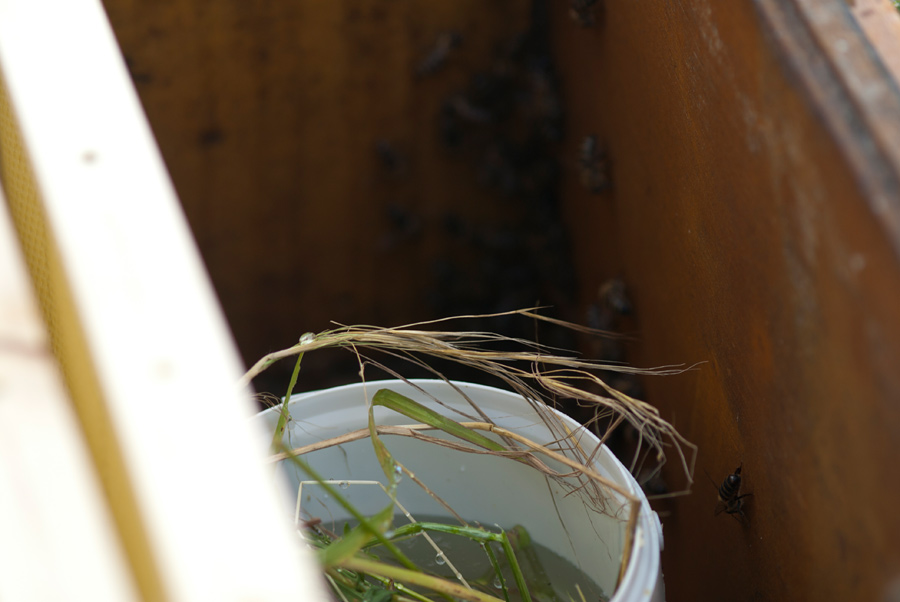 Futterpott, das Gras hinderet die Immen am ertrinken