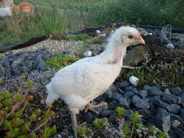 3 Woche Schweizerhuhn.jpg