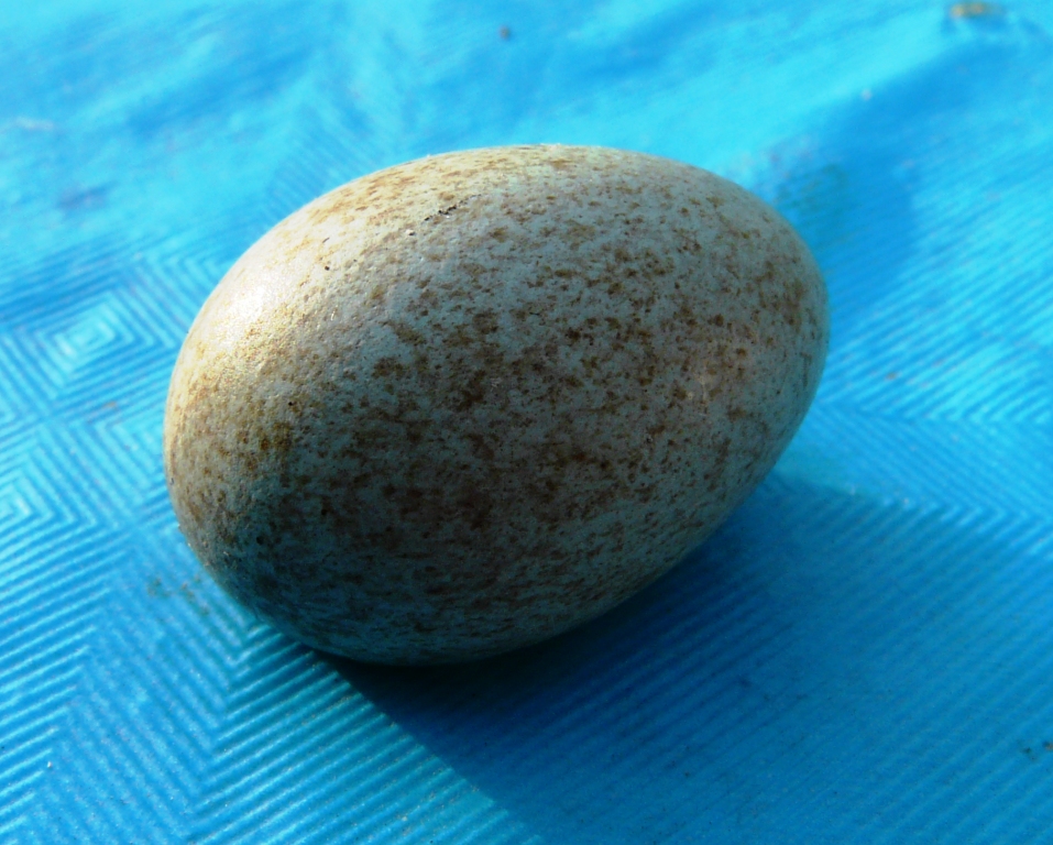 Ei vom Vogel1.JPG