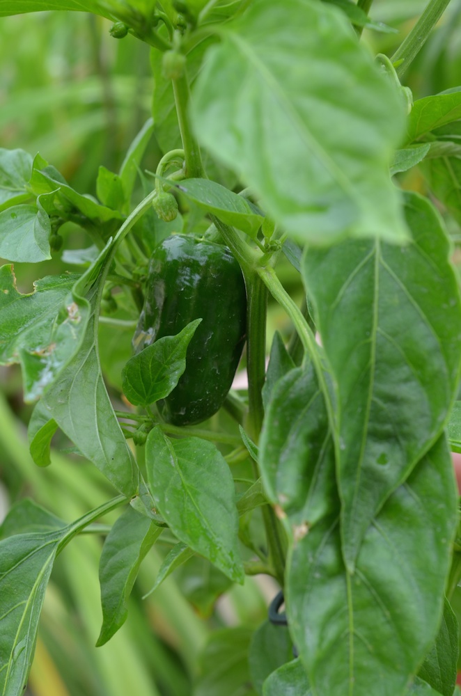 Mein Pimento de Padron ist noch ziemlich einsam. Wenn es da am Stock nicht bald richtig los geht, werde ich den nicht mehr ziehen.