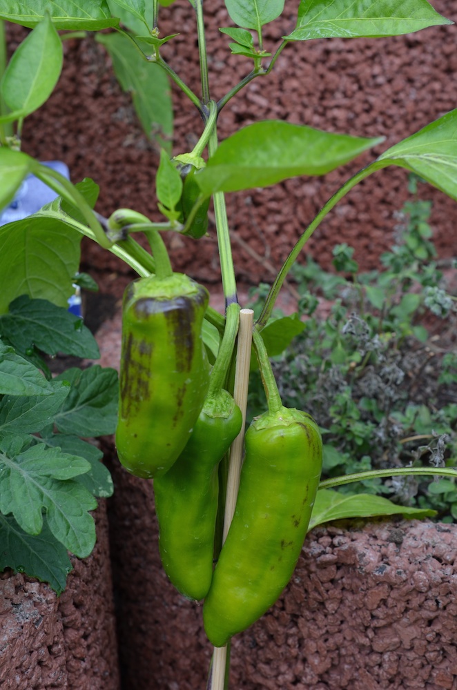 Da weiß ich nicht mehr was es ist, glaube eine dunkelrote Habanero.