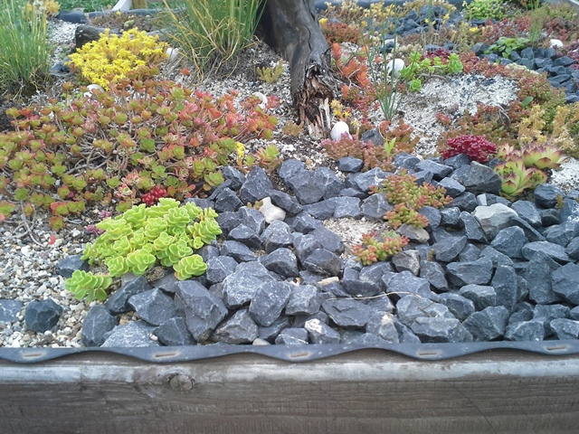 Dachbegrünung Hühnerhaus.jpg