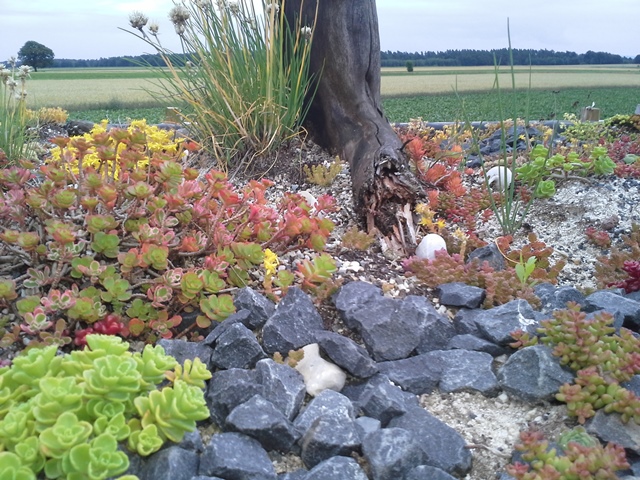 Dachbegrünung Hühnerhaus 2.jpg