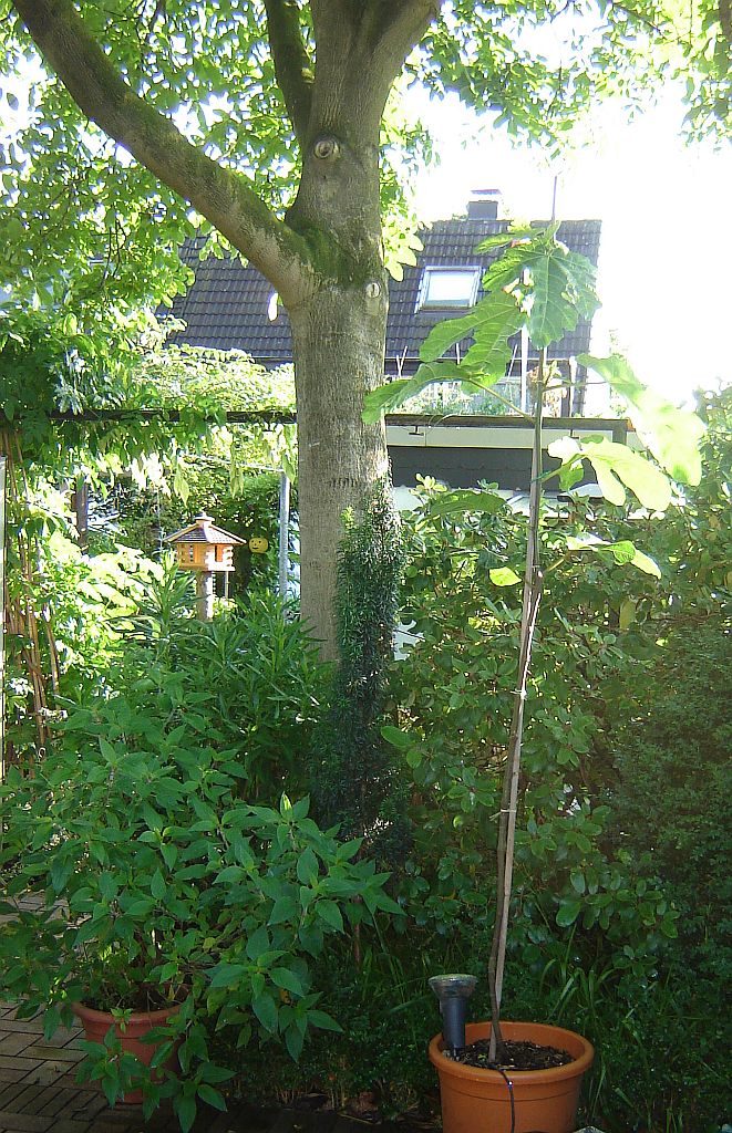 Feigenpflanzen aus Spanien 08.jpg