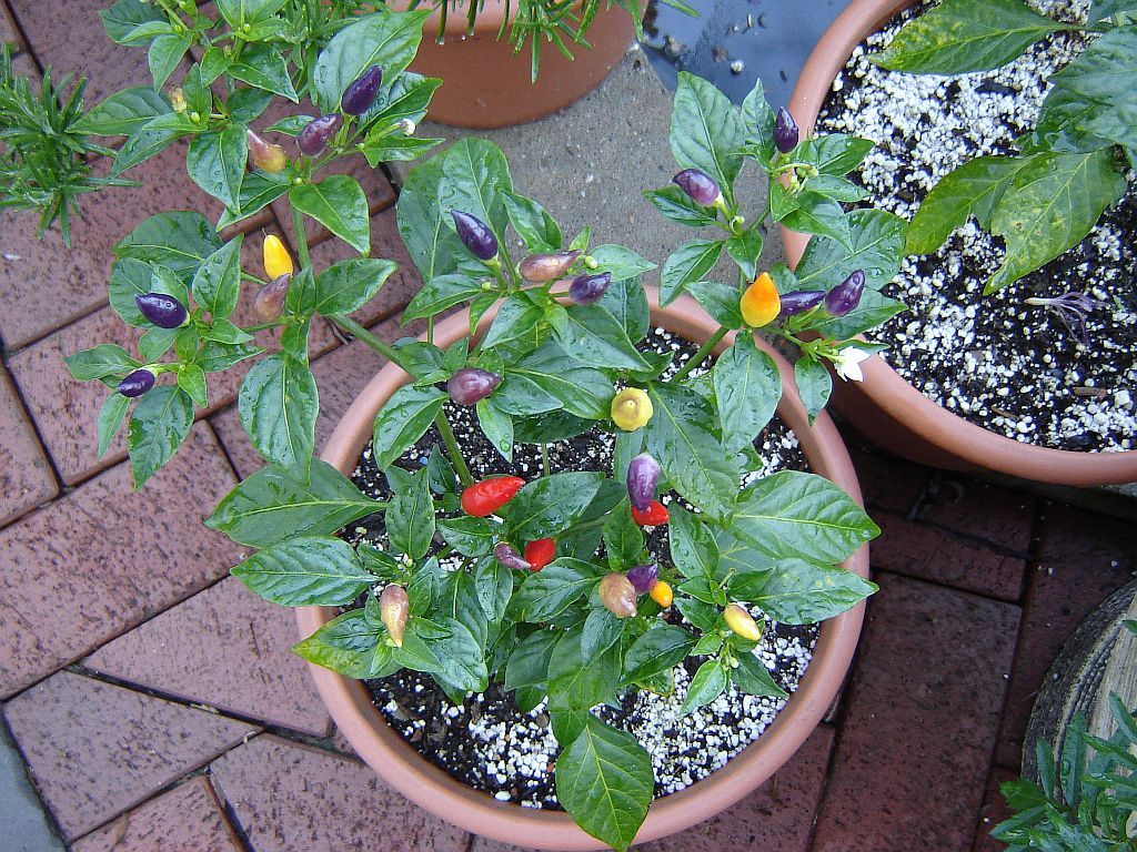 Numex Twilight 01.jpg