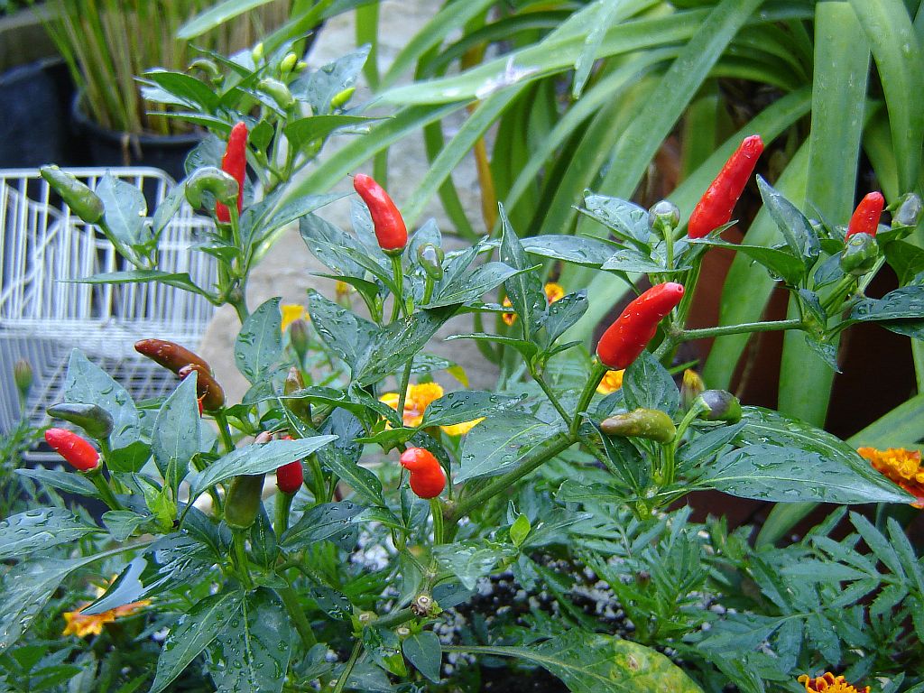 Numex Twilight Bastard.jpg