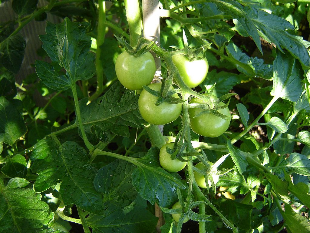 Tomaten2014_12.jpg