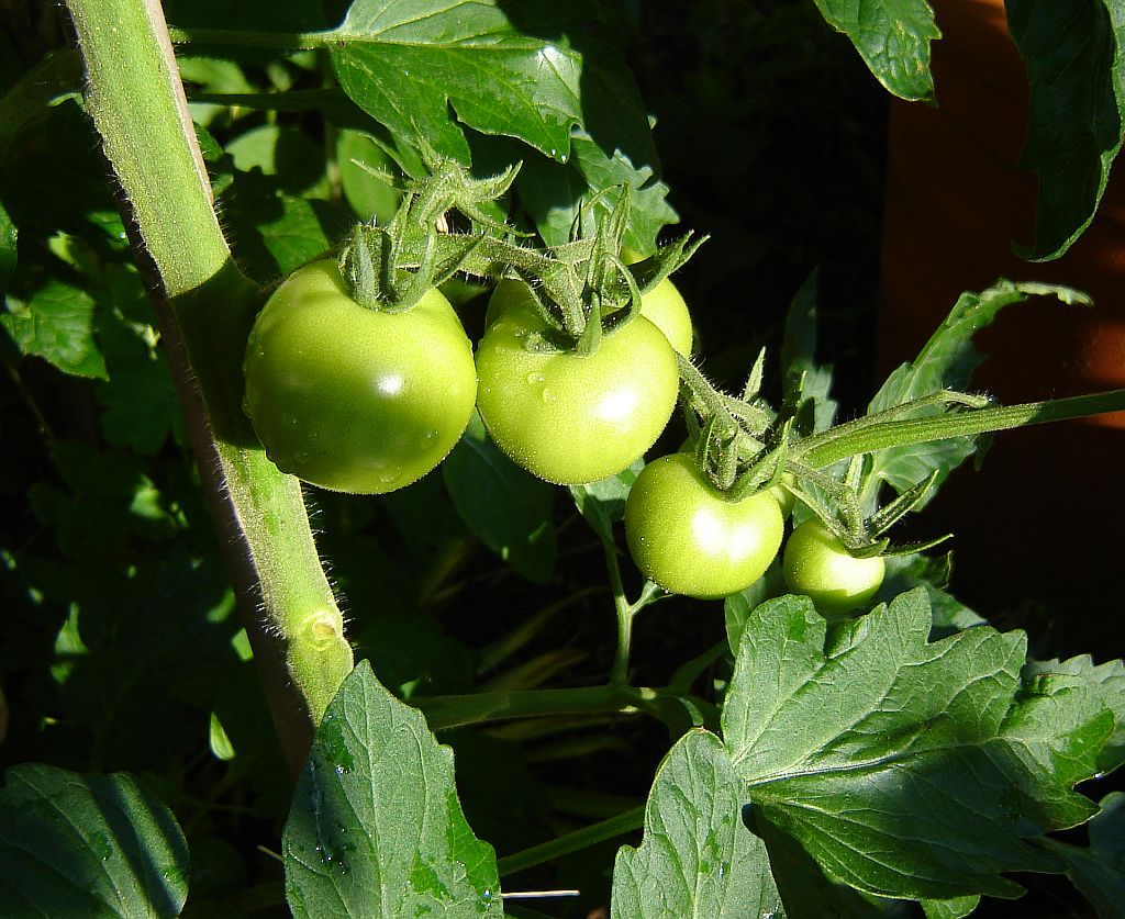 Tomaten2014_13.jpg