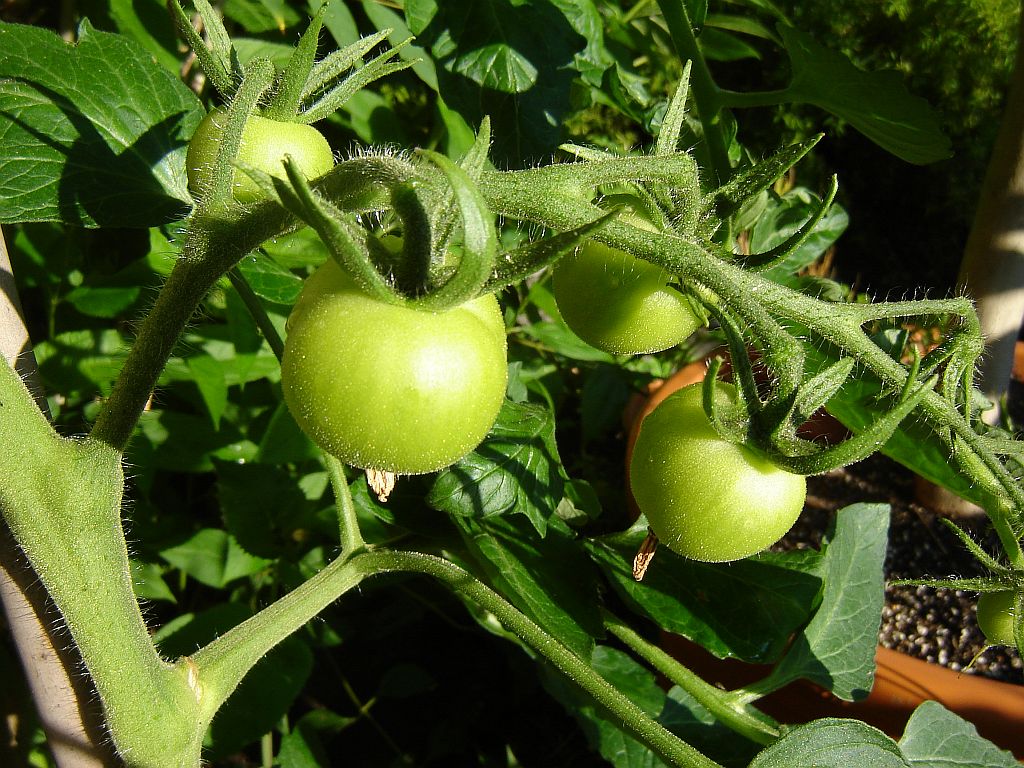 Tomaten2014_14.jpg