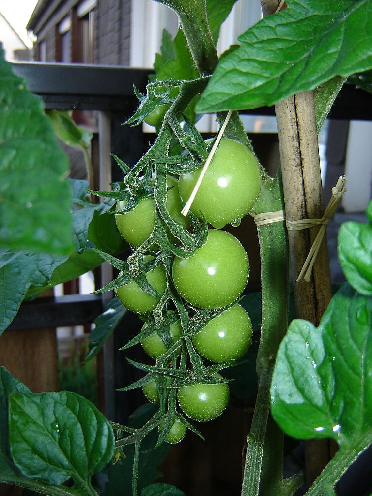 Tomaten2014_15.jpg