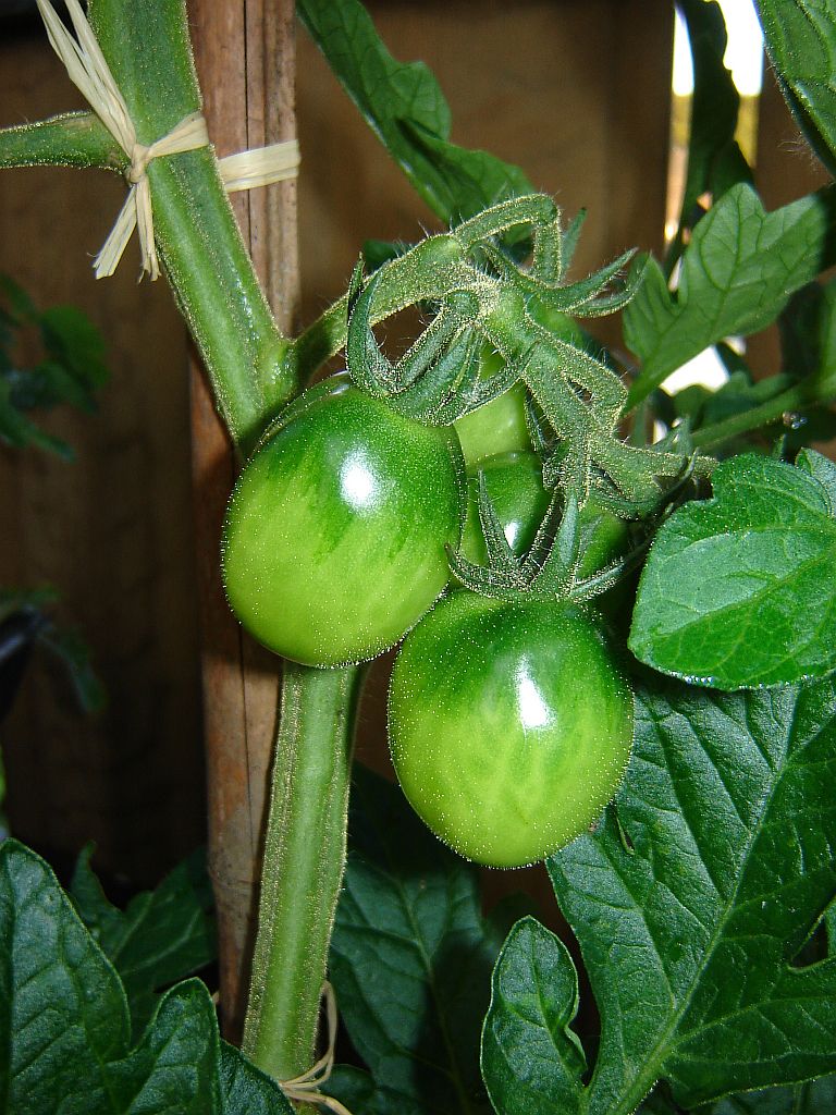 Tomaten2014_16.jpg