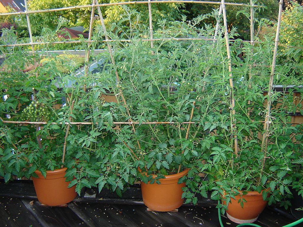 Tomaten2014_18.jpg