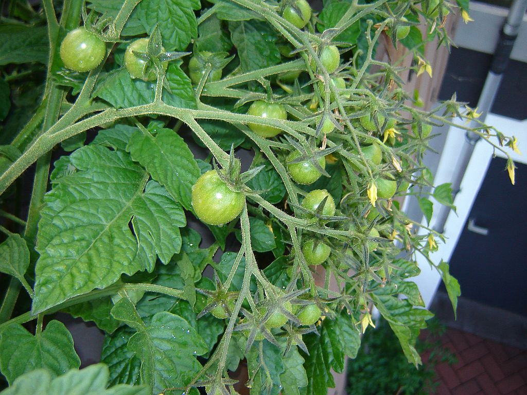 Tomaten2014_20.jpg