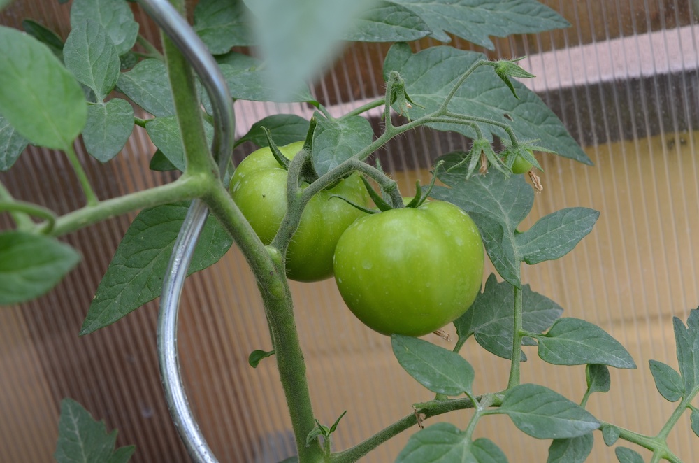 28.06.2014 Chili & Tomaten -  14.jpg